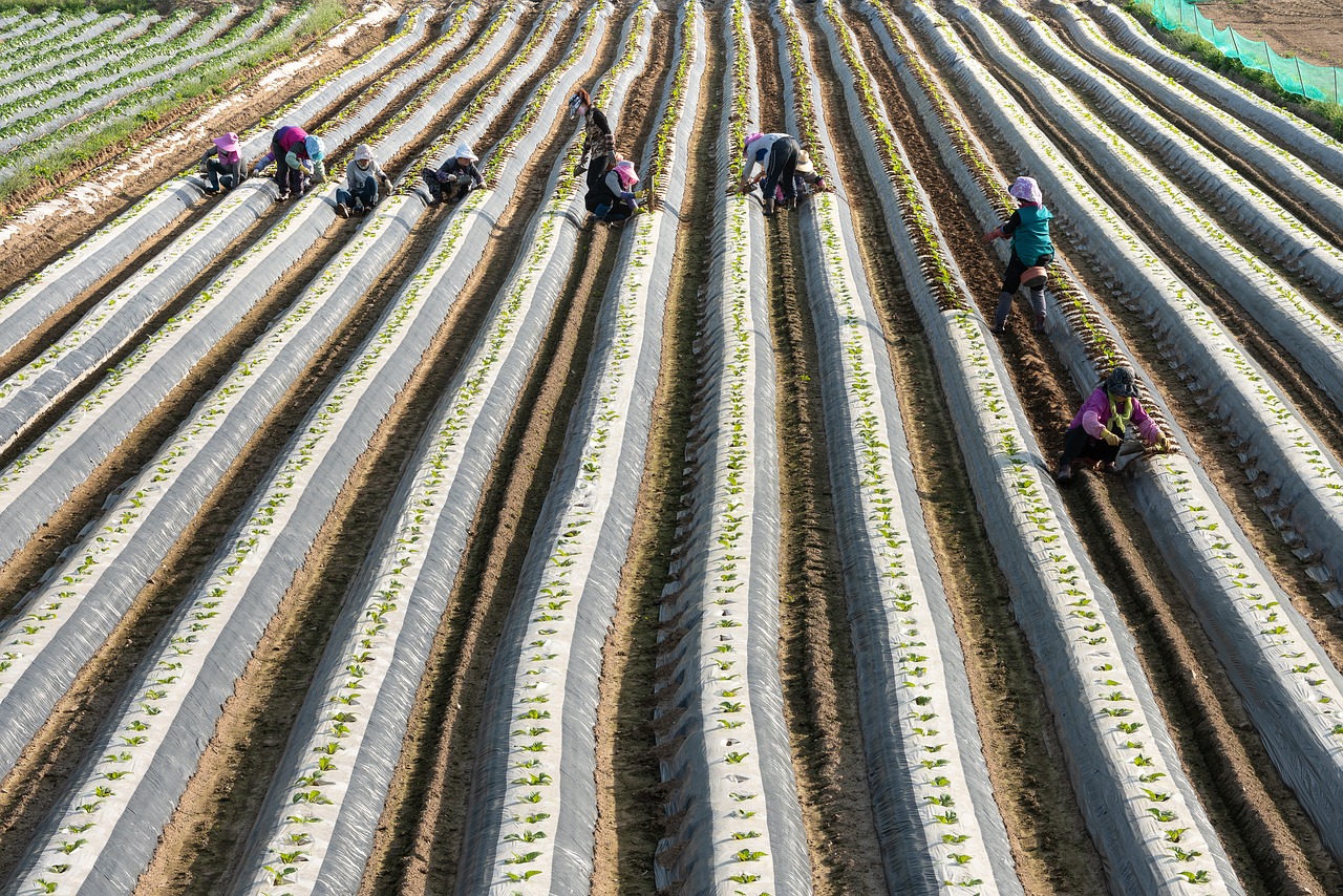 spring, farm, field, korea, nature, landscape, farming