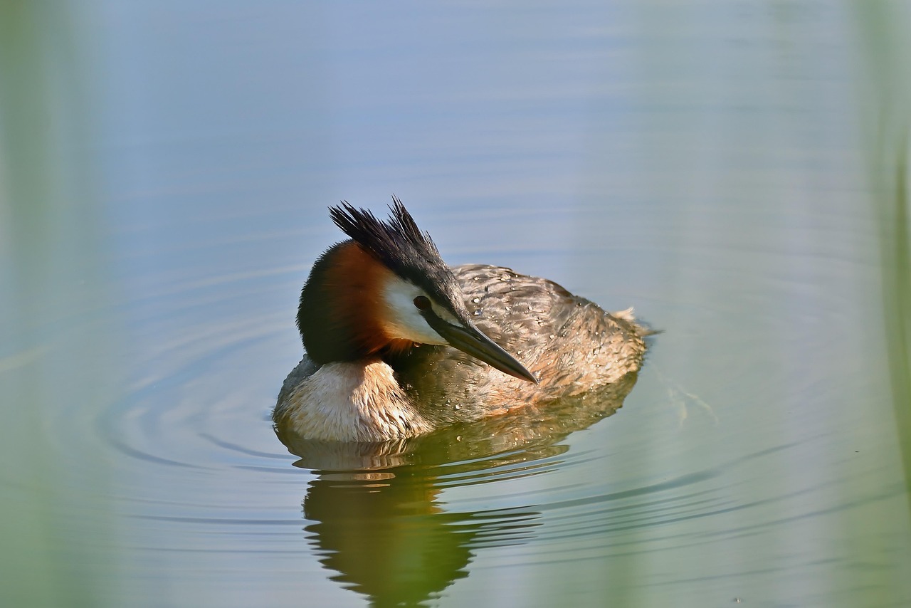 great crested grebe, water bird, lake, sunrise, reed, spring, nature