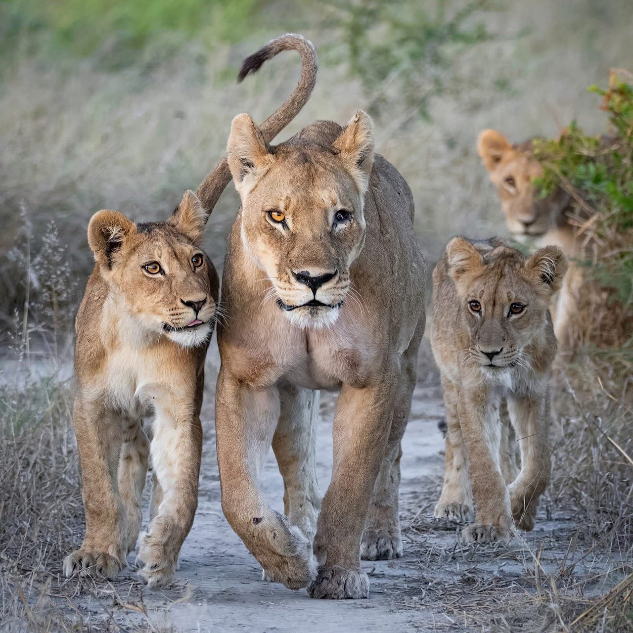 lion, animal, predator, mane, mammal, feline, wildlife, hunter, safari, fauna, wild, wilderness, head, fox, leopard, pet, llama, raccoon, nature