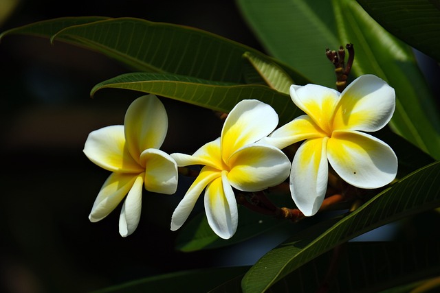 plumeria, frangipani, yellow flowers, flora, macro, garden, nature