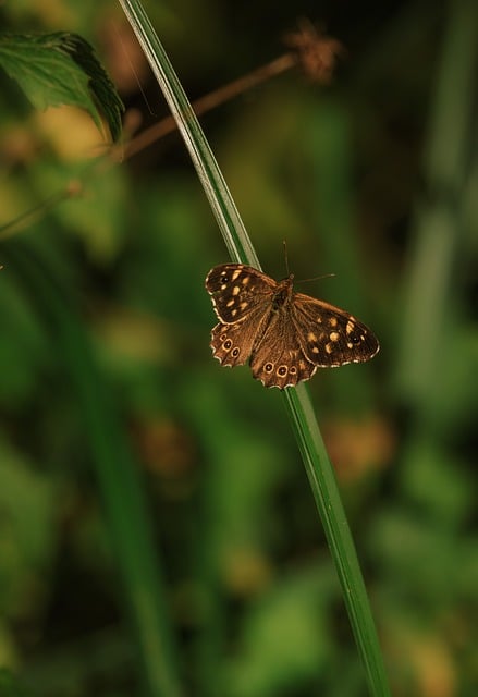 edelfalter, butterfly, insect, wing, nature, butterflies, forest board game, eye butterfly, brown, fall