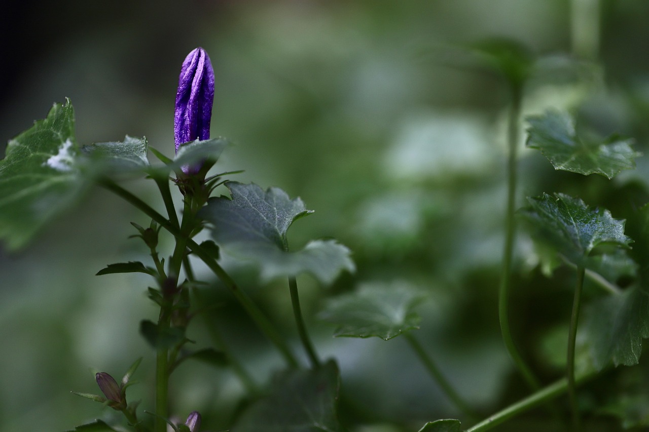 bellflower, campanula, bud, purple flower, grow, sprout, early spring, early bloomer