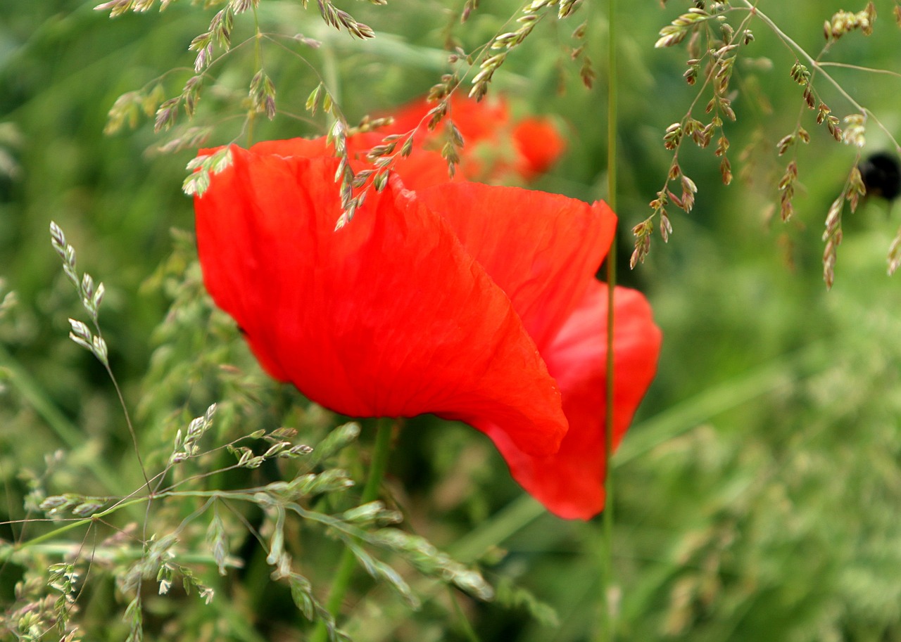 papaver rhoeas, red bloom, blossom, color, meadow, nature
