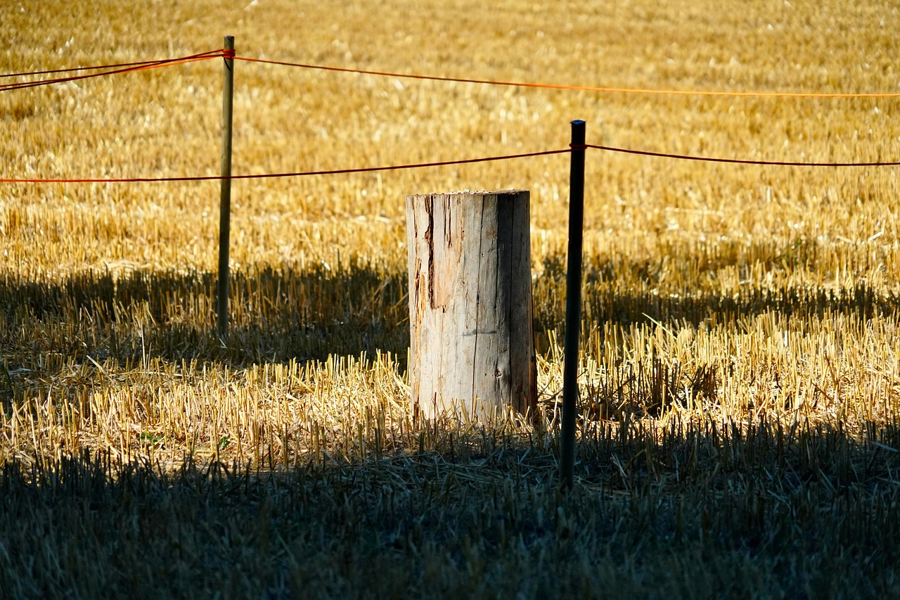 field, peg, summer, nature, rural
