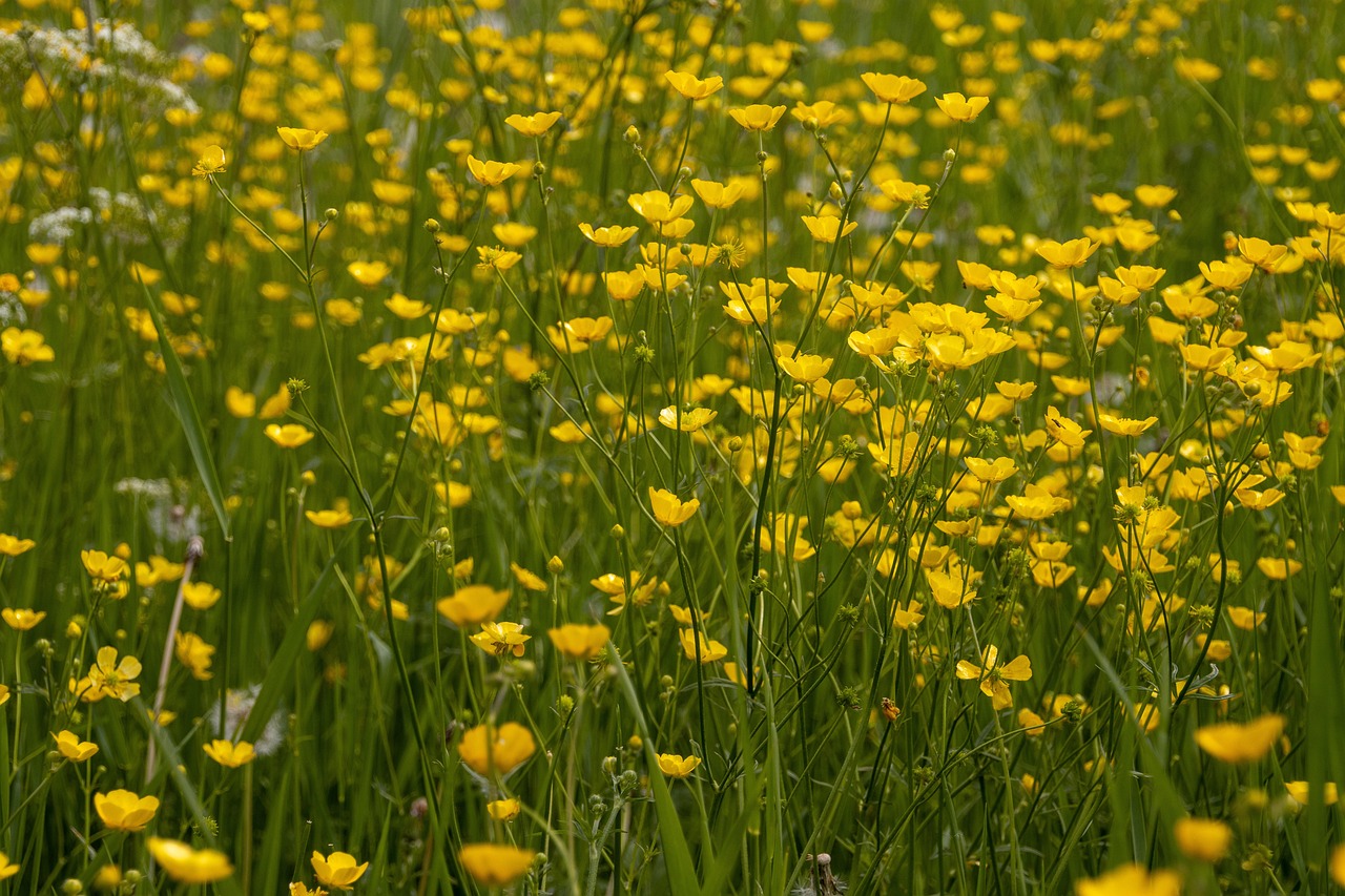 buttercup, meadow, flower meadow, spring, nature, blossom, bloom, pointed flower, grass, plant, green, abundance, field, buttercups