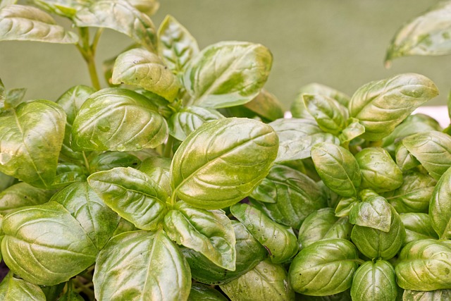 Image for How to Grow Your Own Chile Peppers at Home