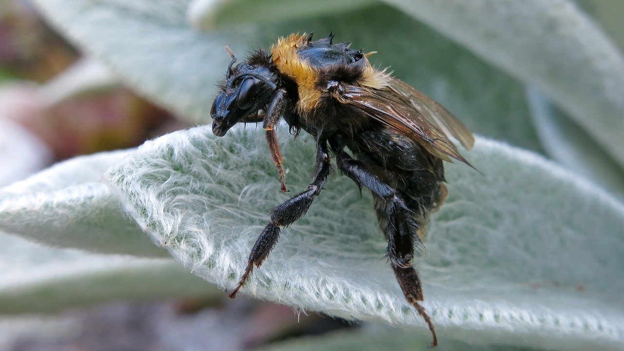 bumblebee, wet, wool betony, dry, relax, nature, two-winged, animal, insect