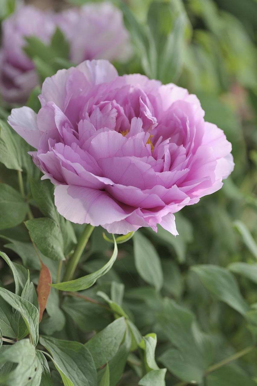peony, flower, blooming, peony flower, in full bloom, riches