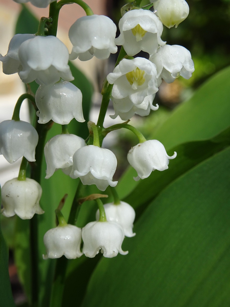 first may, flower, white, may bell, garden, may, mayday, bloom