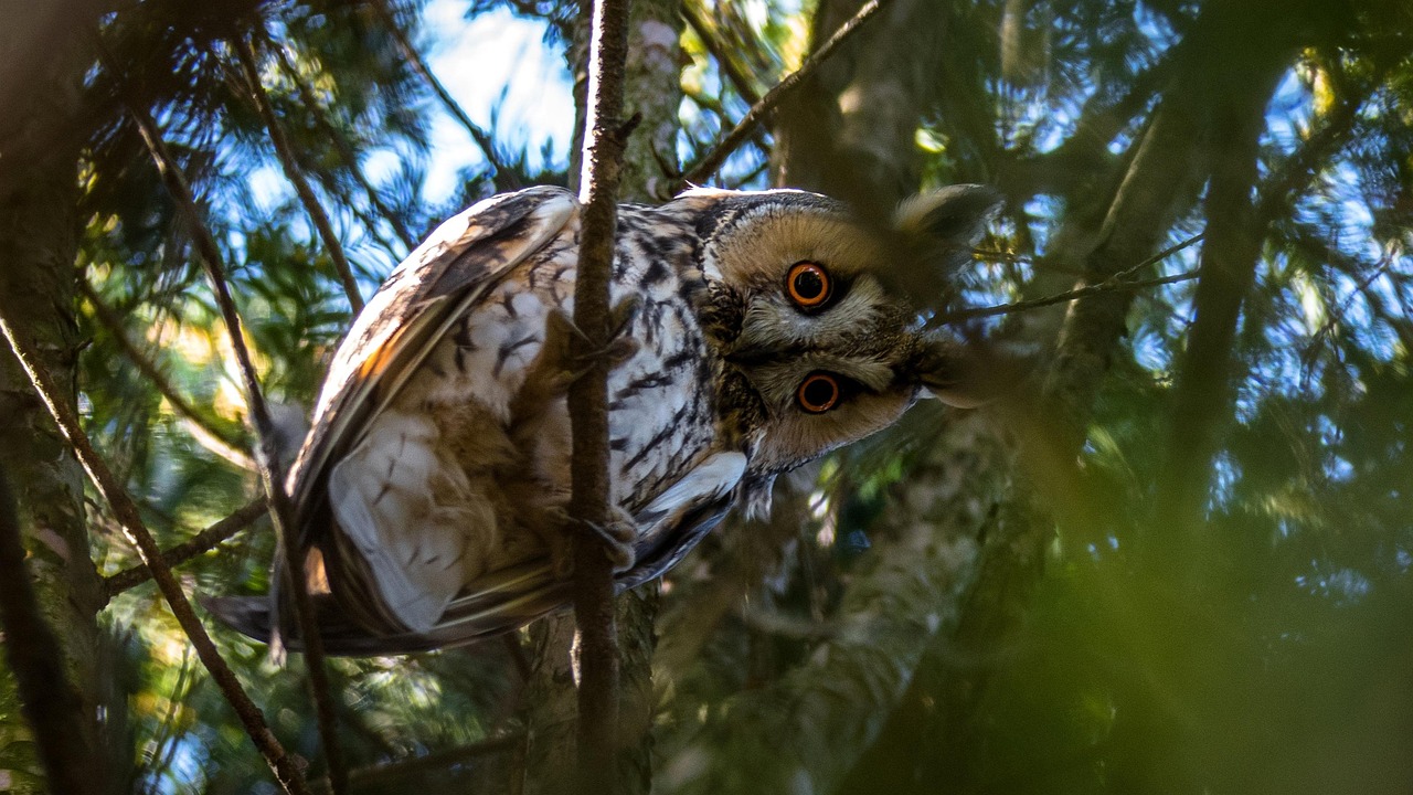 eared owl, owl, bird, wildlife, nature, eyes, predator, asio otus, was curious, shy, branch, tree