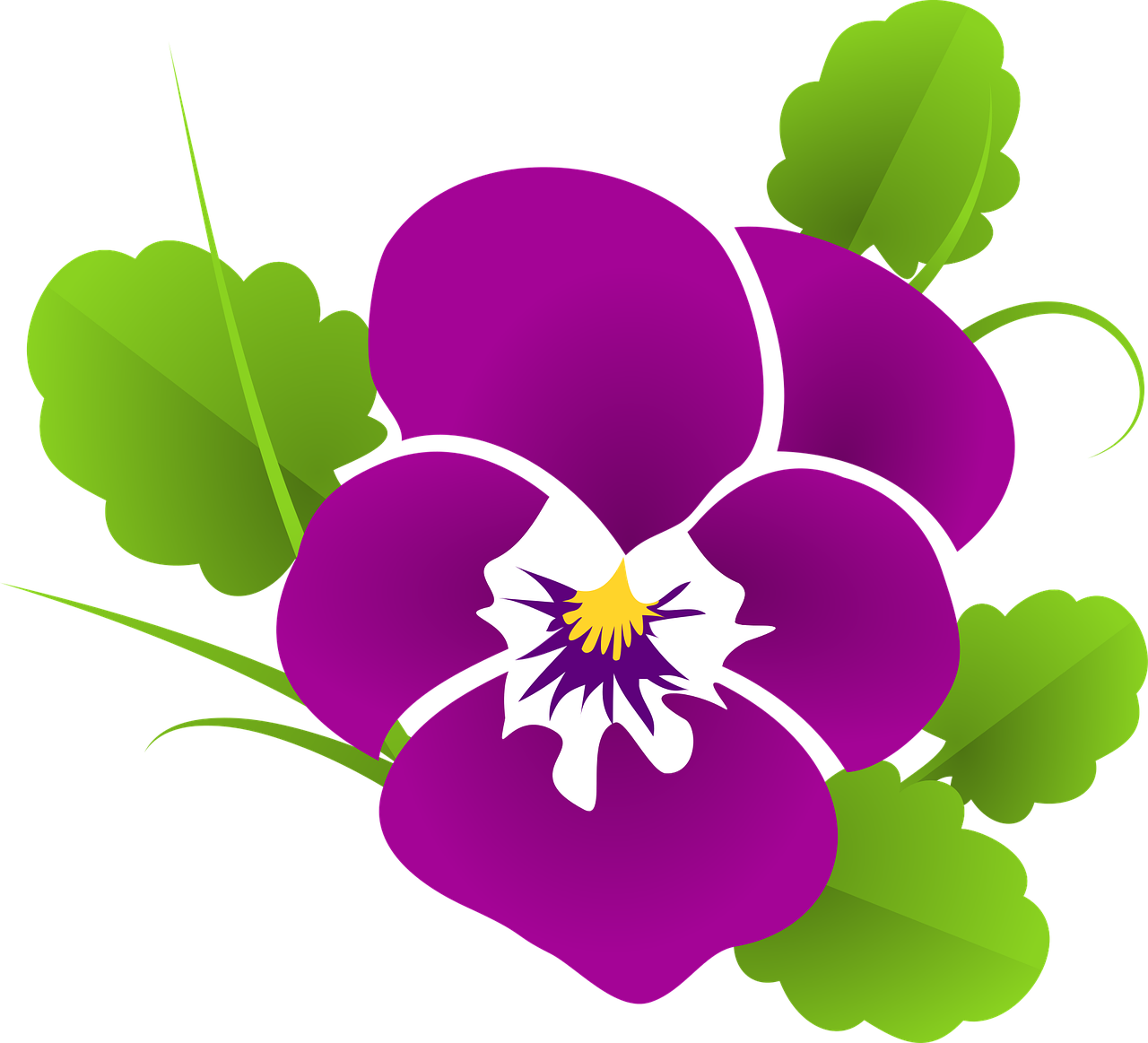 pansy, violet, viola, violaceae, blossom, bloom, flower, ornament, curlicue, decoration, deco, elegant, floral, violet plant, nature, leaves, garden, plant