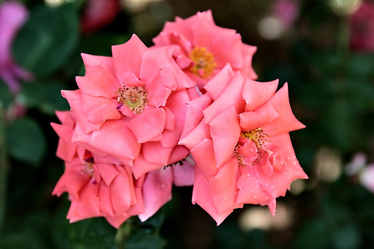 rose, roses, flower, herb, pink, nature, love, romance, garden, flora, romantic, bouquet, beauty, floribunda, bloom, my garden