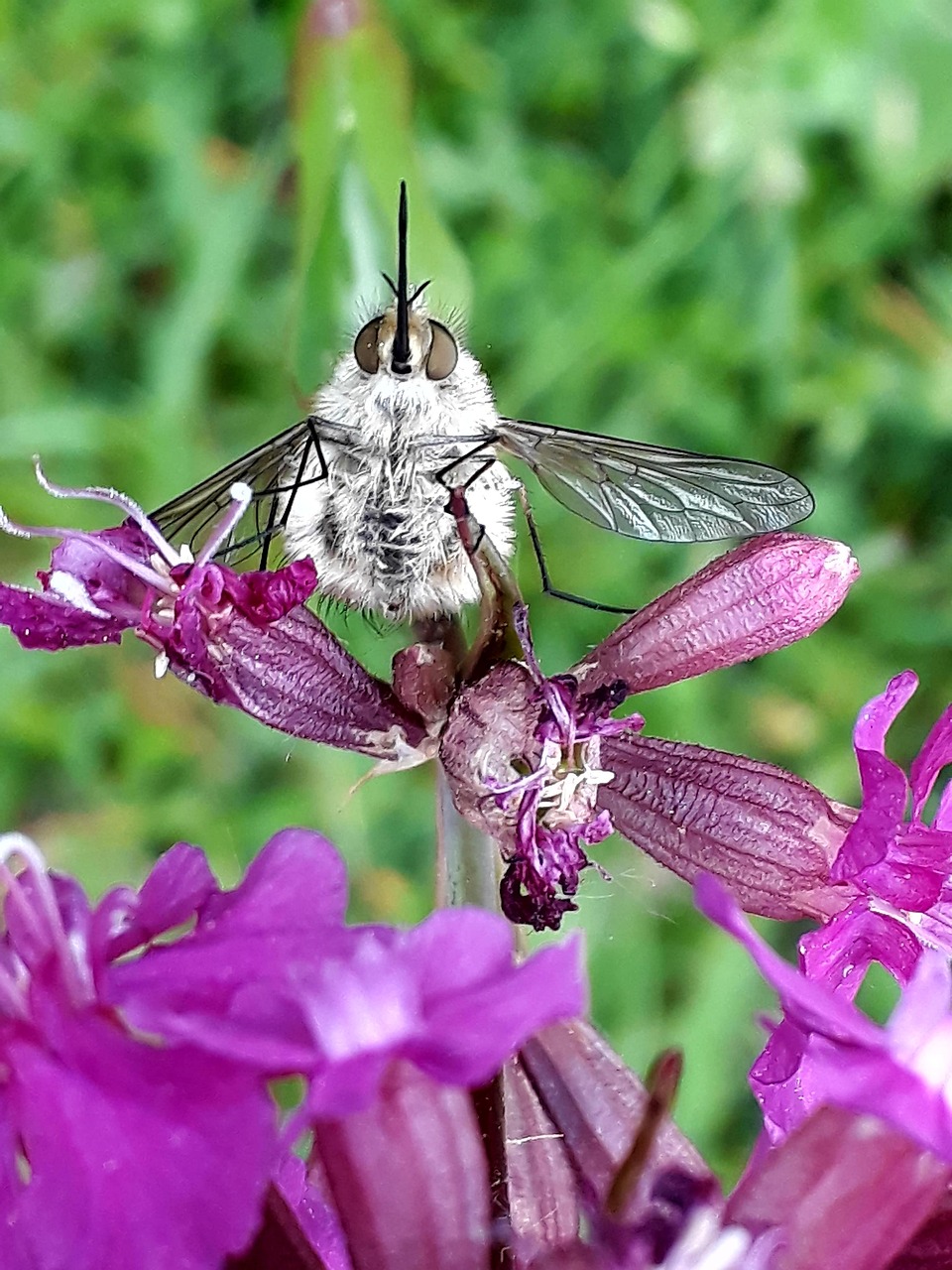 wollschweber, bumblebee fly, great, insect, flying insect, fly, bumblebee, trunk, long, rare, bombylius major, hover, carnation, red carnation, garden, nature, silence viscaria, glue herb, caryophyllaceae, clove, lychnis viscaria