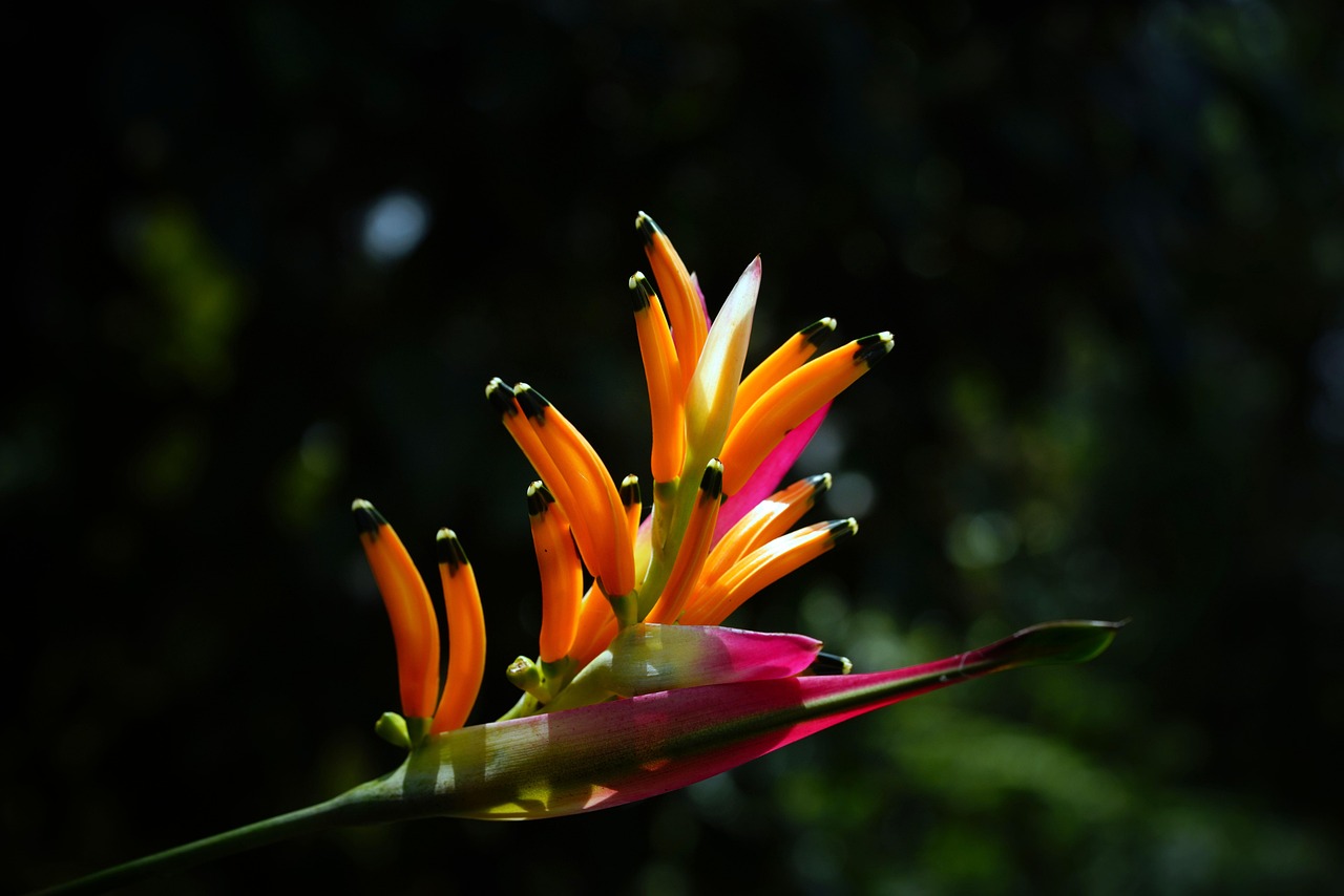 flower, heliconia, flora, nature, bloom, blossom, botany, plant