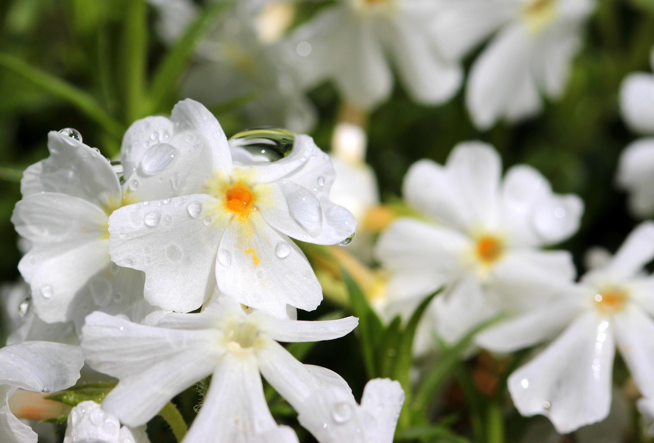 phlox, white, blossom, bloom, phlox subulata, ground cover, flower, carpet phlox, raindrop, wet, bright, nectar