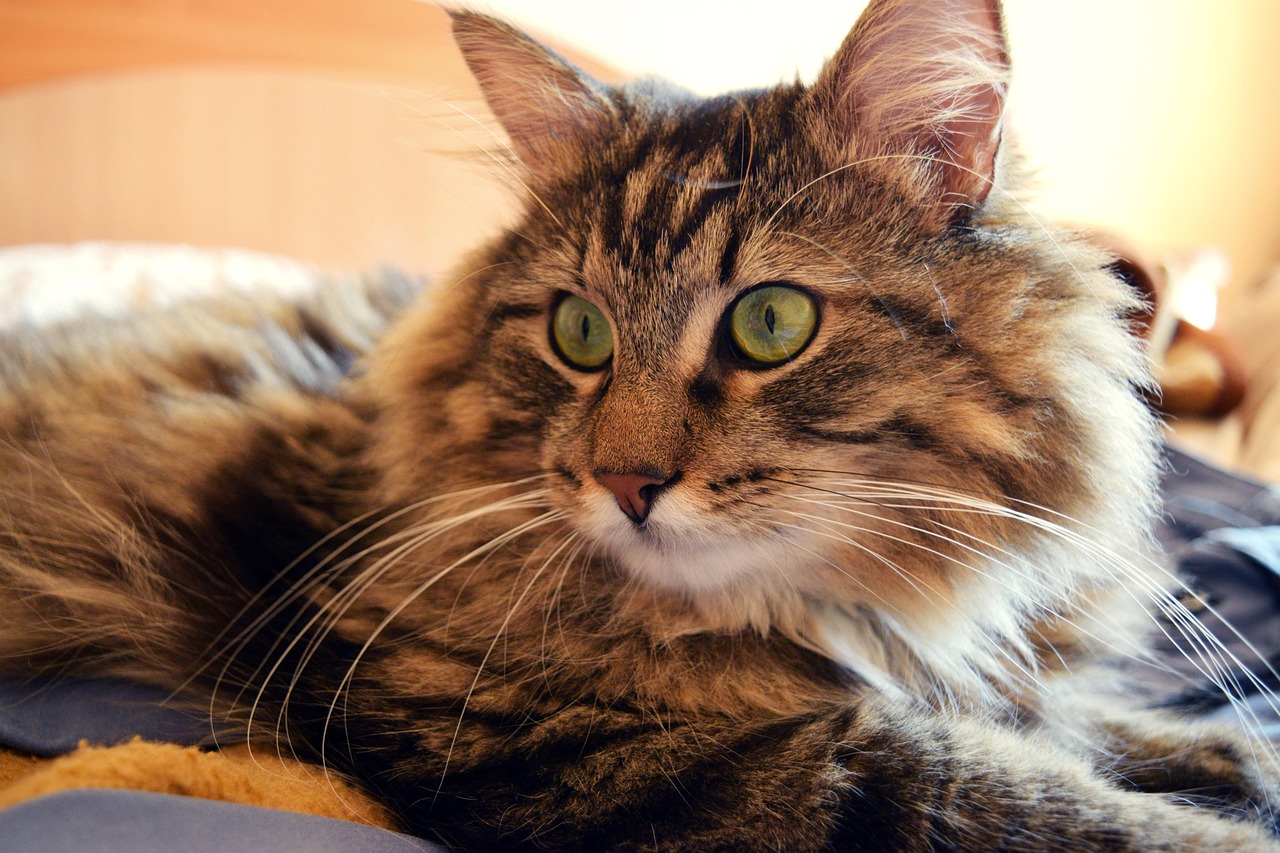cat in bed, morning, fur, whiskers, rest, relax, cozy, home, comfort, domestic, kitten, sleep, bedroom, bed, pet, fluffy, leisure, indoors, brown home, brown sleep, brown relax, brown sleeping, brown bed, brown bedroom, brown morning
