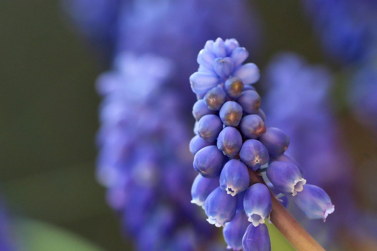 pearl hyacinth, hyacinth, flower, spring, blue