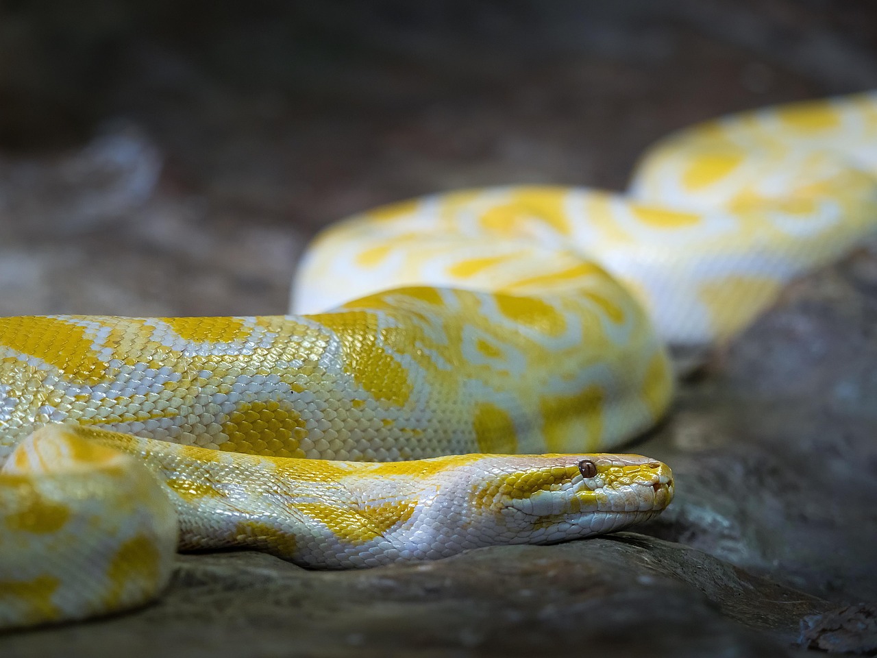 albino burmese python, burmese python, snake, animal, reptile, wildlife, python