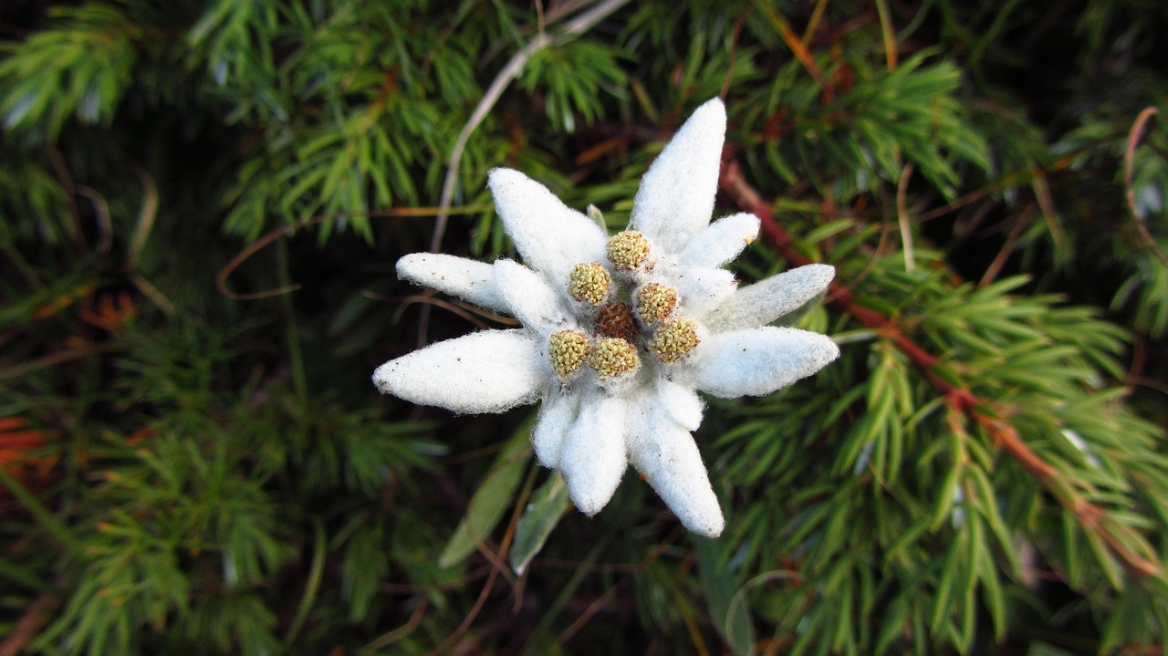alpine star, mountain flowers, mountain flower, summer mountain, mountain flora, mountain nature, edelweiss, green mountain, green stars