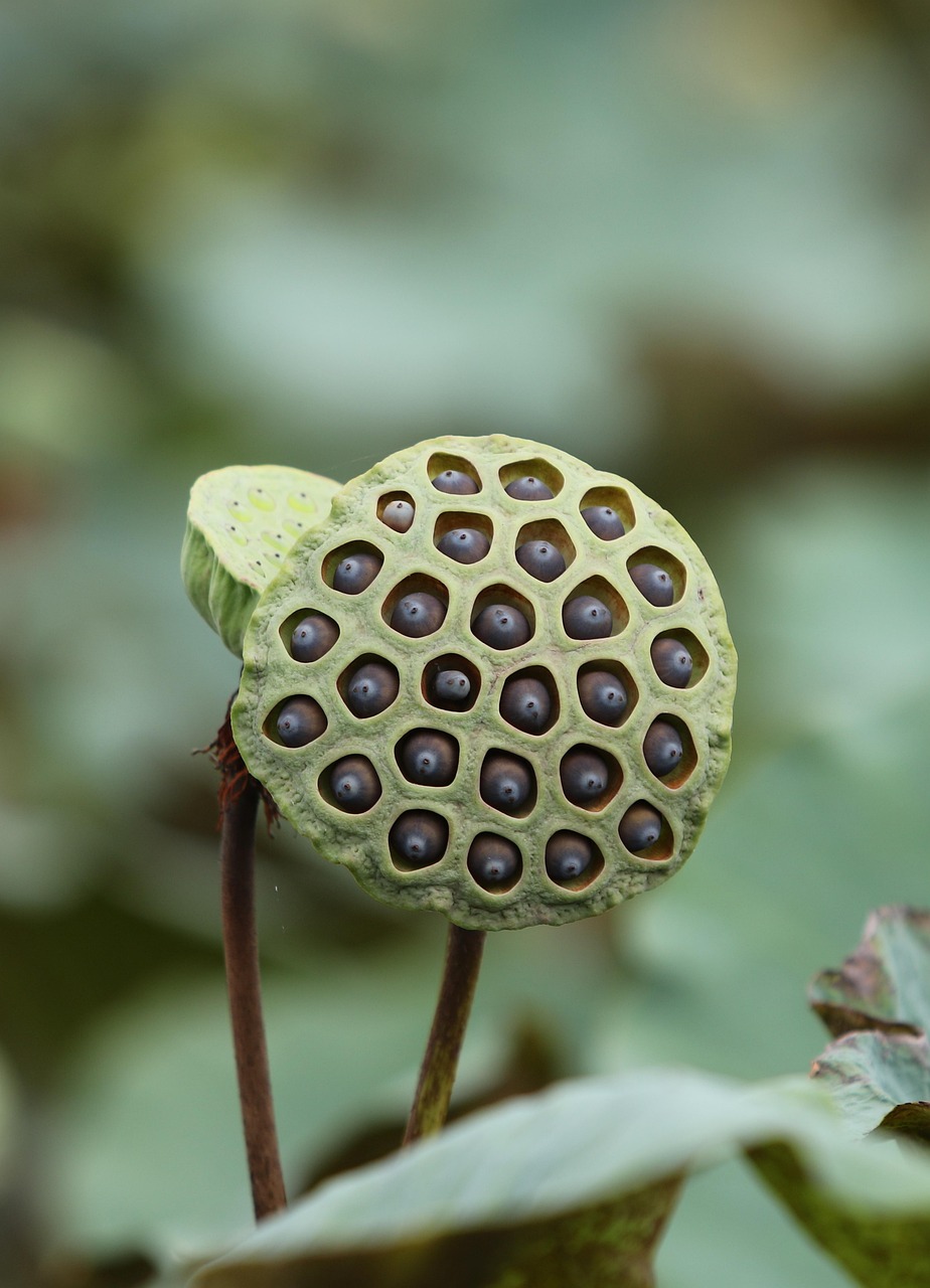 lotus, seed pod, plant, seeds, aquatic plant, nature, flora