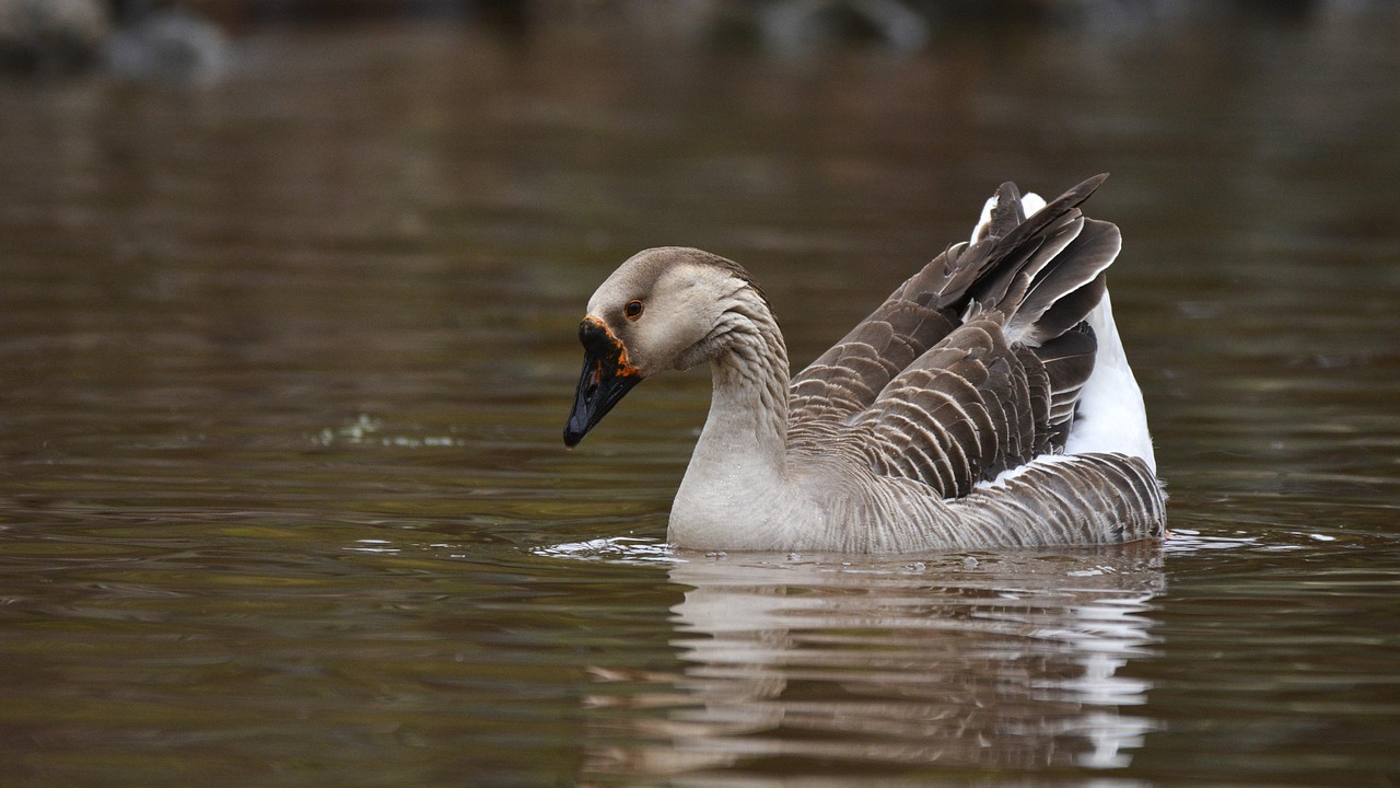 goose, waterfowl, water, lake, avian, ornithology