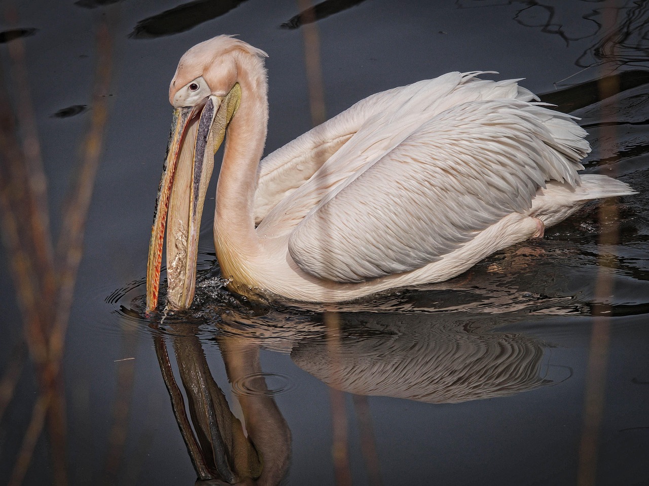 pelikan, bird, water, joint, water bird, nature, wild birds