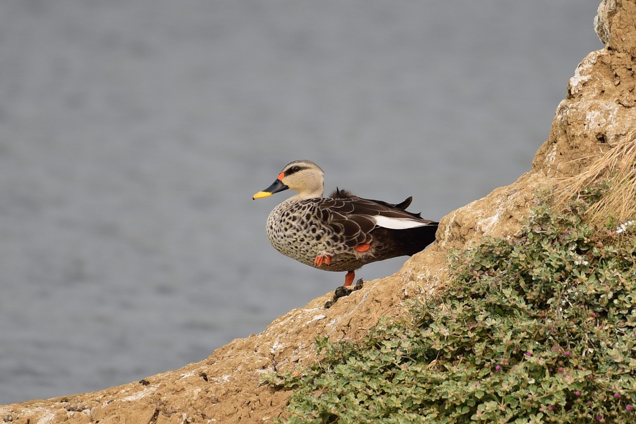 indian spot billed duck, duck, bird, feathers, plumage, wild, spot billed duck, wildlife, bird-watching, avian, nature, ornithology