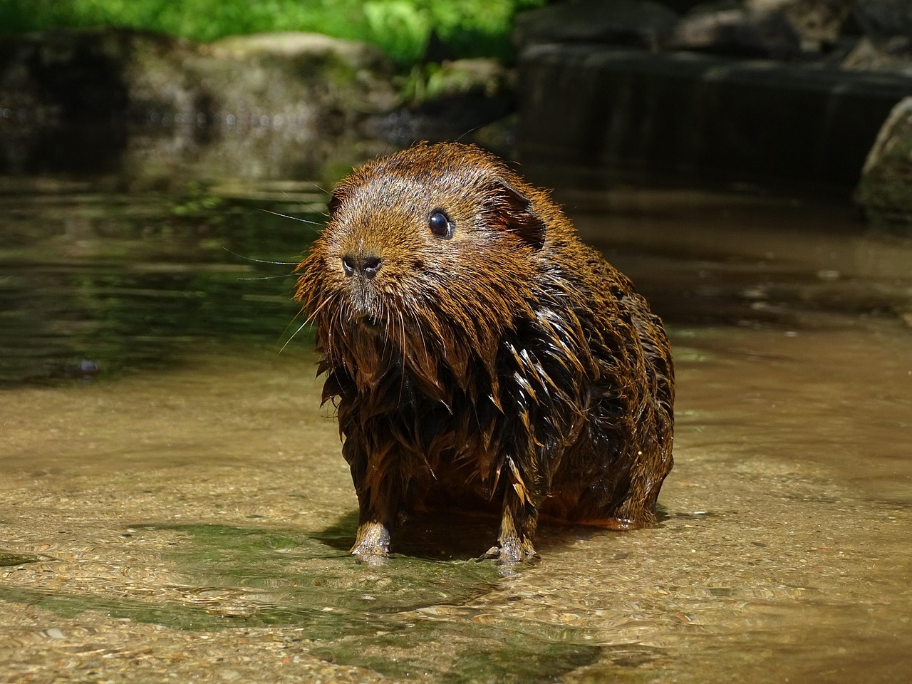 guinea pig, agouti, guinea pigs, mammal, animal, cute, water, stream, rodent