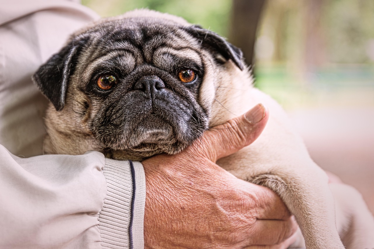 old man, pug, park, dog, character