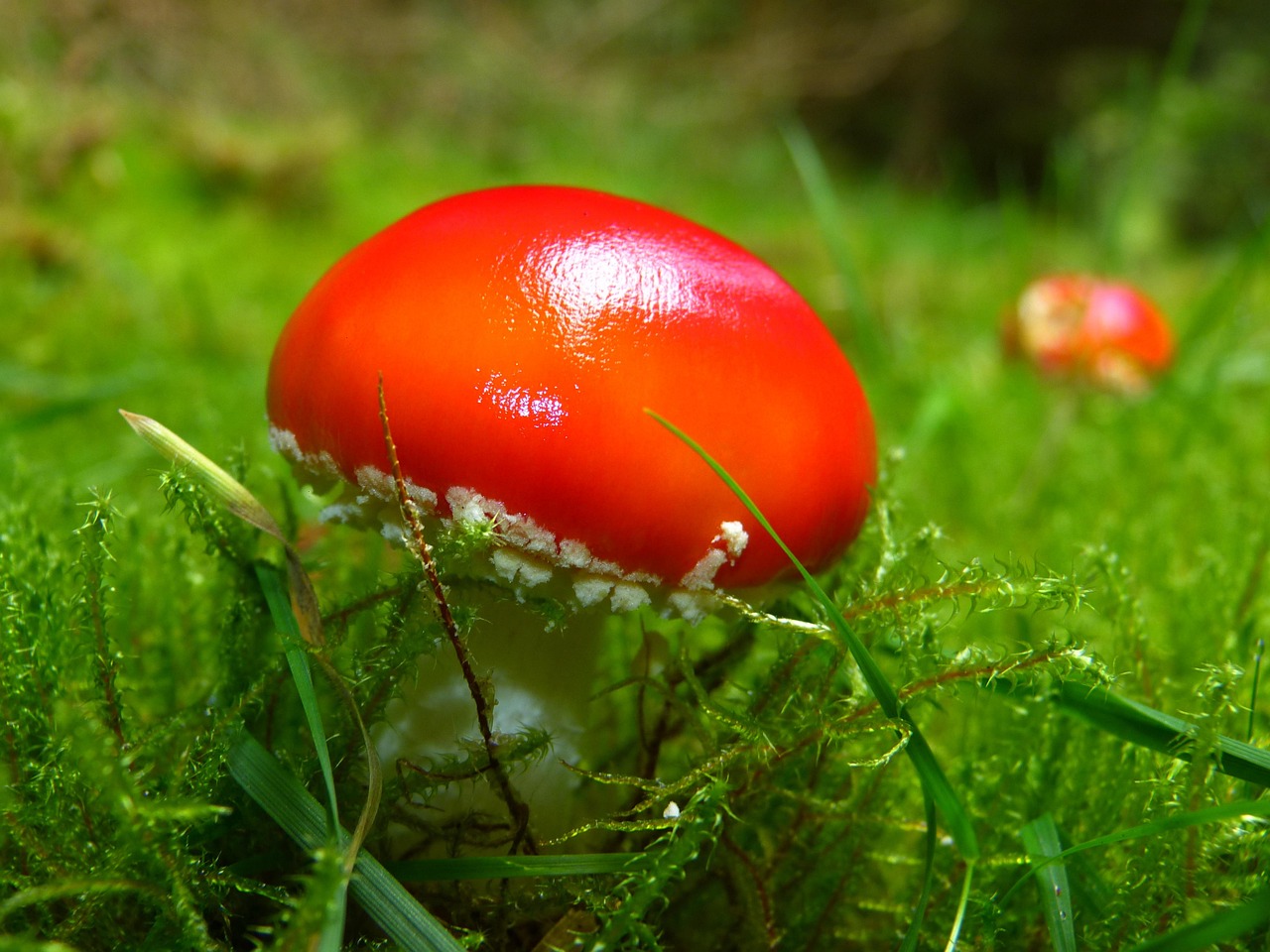 toadstool, red, mushroom, red fly agaric, forest, nature, fall, poison, mushroom type, forest floor, forest mushroom, red mushroom, symbol of good luck, danger, small