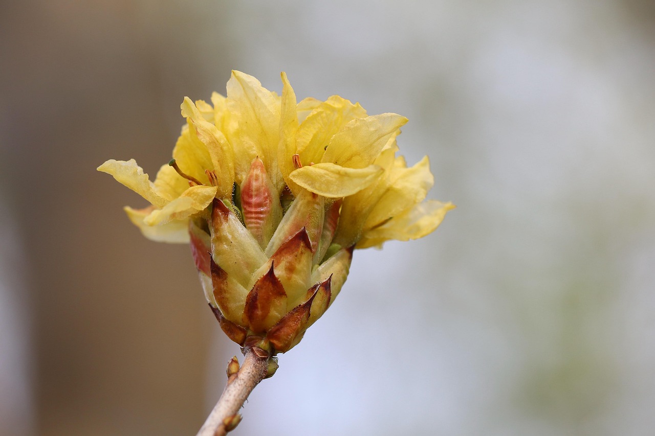azalea, yellow scented azalea, ornamental shrub, bud, spring, plant, blossom, bloom, garden, nature, close up