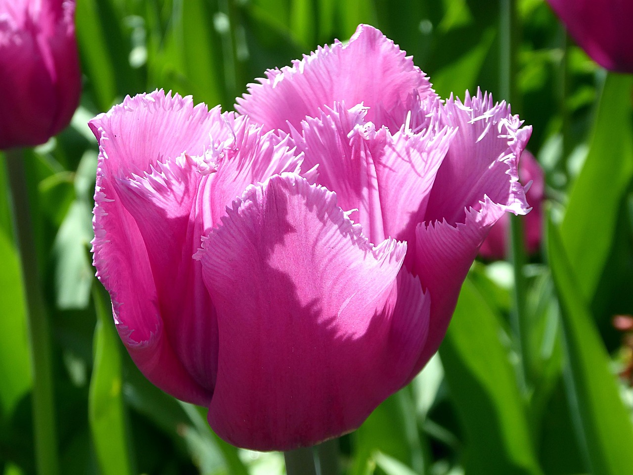 tulip, flower, spring, tulip fringed, pink tulip, liliaceae, garden, keukenhof