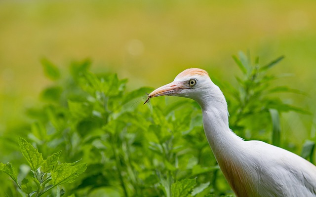 cattle egret, bird, nature, gaiazoo, wildlife, animal, cattle egret, cattle egret, cattle egret, cattle egret, cattle egret, bird, nature, animal