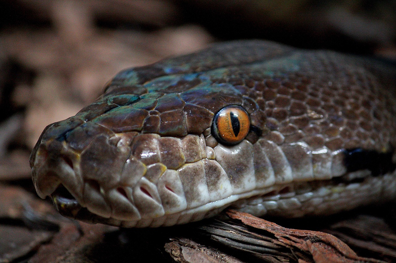 snake, big, head, nature, brown snake