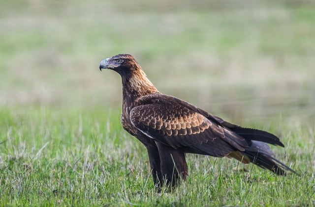 wedge-tailed eagle, eagle, bird, raptor, bird of prey, avian, animal, wildlife, ornithology, plumage, feathers, nature, wild, aquila audax, australia