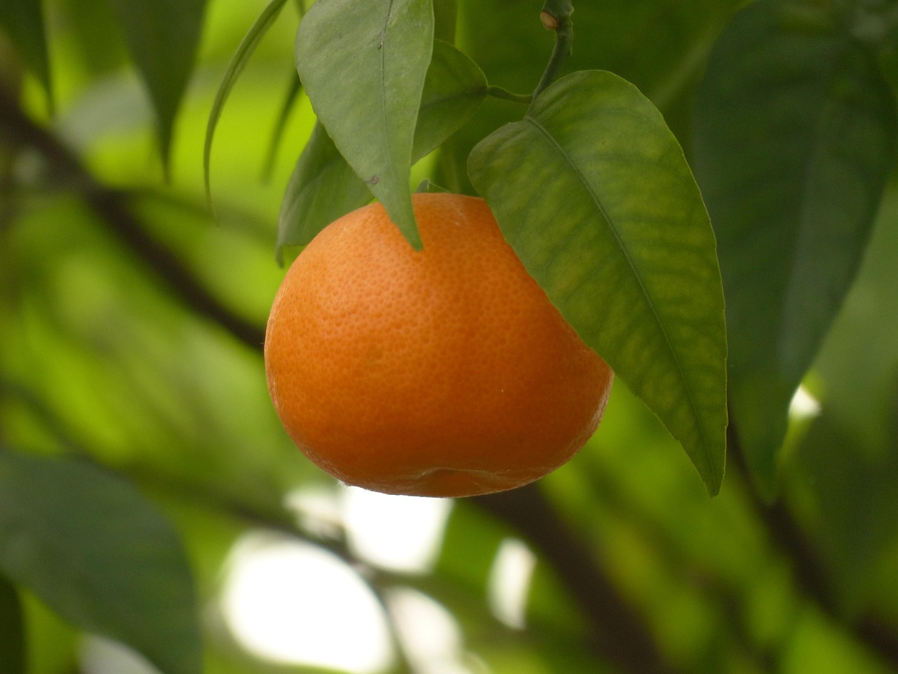 tangerine, fruit, tree, healthy, citrus fruit, citrus nobilis, orange, king orange, tangor, clementine, satsuma