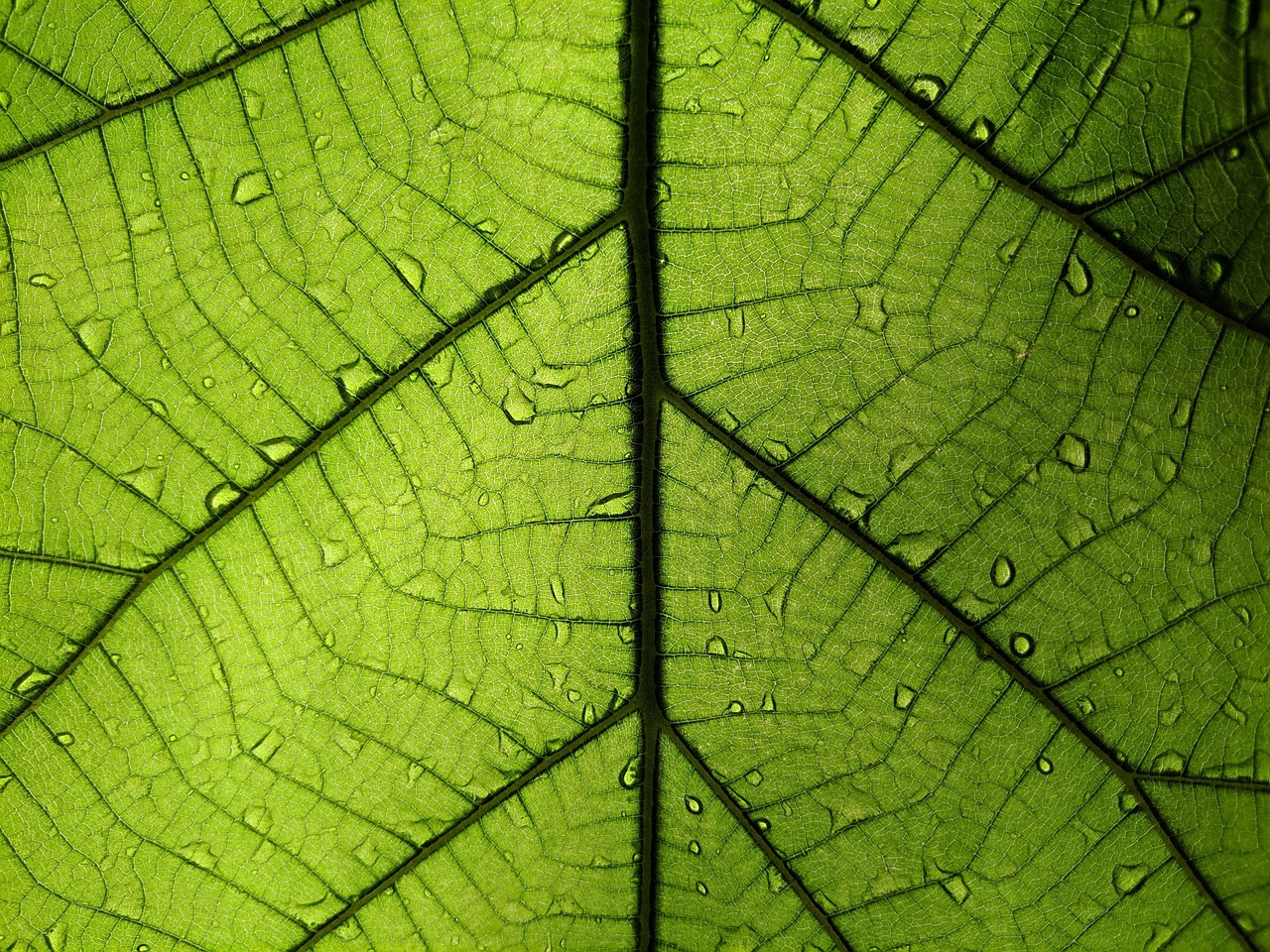 leaf, rainy leaf, green leaf, magnified leaf, macro leaf, leaves, rain, rainy weather, water drops, dew drops, nature, micro, world under microscope, macro lens, macro shot, nature pattern, raindrop, plant, green, autumn, drip, garden, water, nature beauty, rain forest, green rain