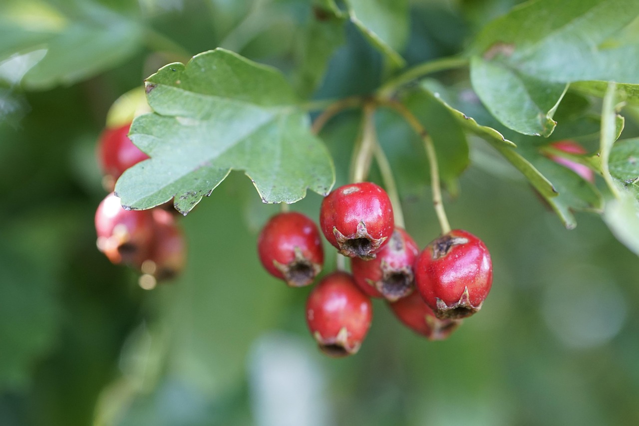 hawthorn, crataegus, shrub, botany, berries, fruit