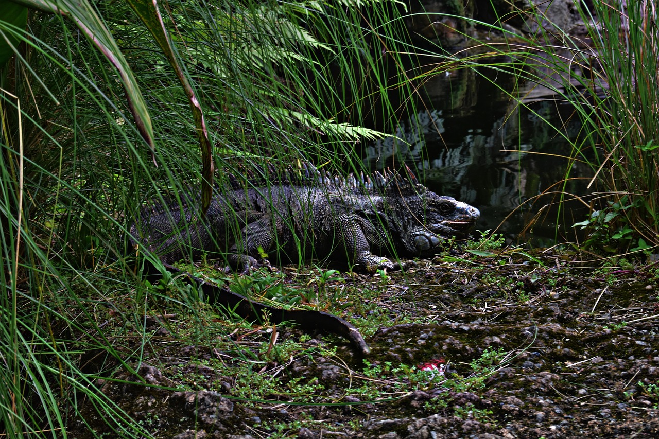 iguana, reptile, saurópsidos, wildlife, zoo, conservation, repose, animal