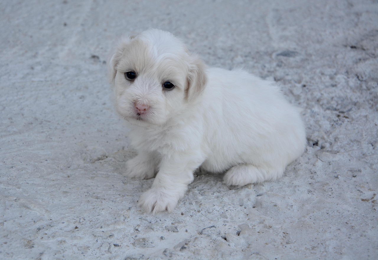puppy, dog coton tulear, domestic animal, animal, white fur, animals, soft, white dog, animal domestic, cute