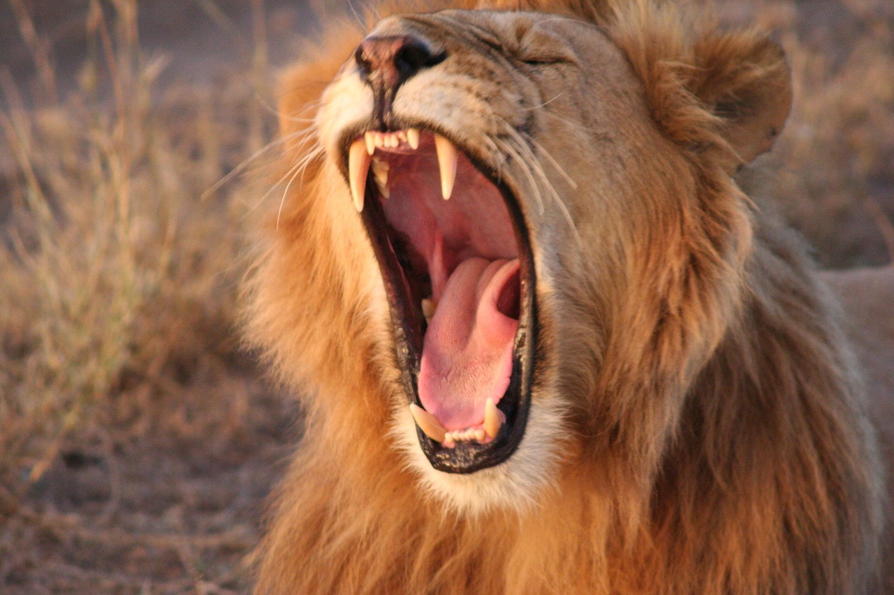 yawning lion, kenya, africa, lion, yawn, predator