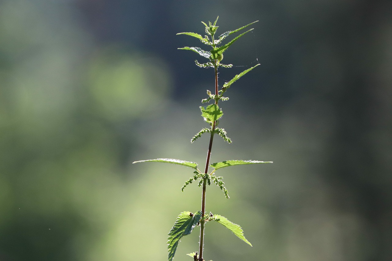 lycopus europaeus, gypsywort, nettles, grass, forest, garden, green, nature, leaves, summer, plant, leaf, meadow, botany, brown, flowers, flora, shadow, insect, weed, beetle, blossom