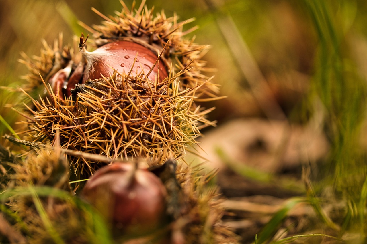chestnut, autumn, prickly, spur, fruit, open, shell, nature, close up, needles
