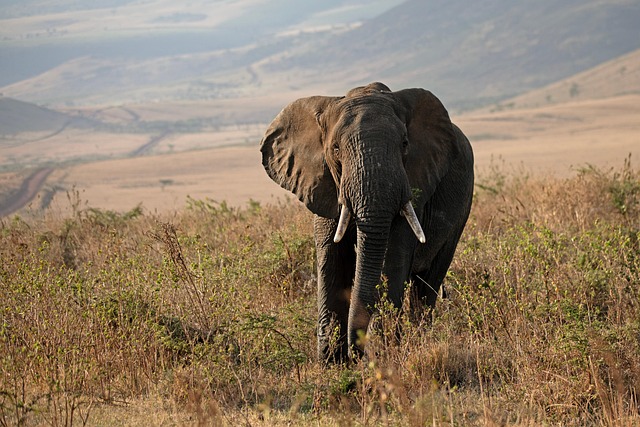Image for Education and Conservation