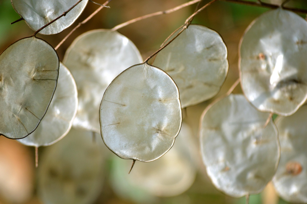 lunaria biennale, judaspenning, silver dollar bush, money plant, plant, lunaria annua, nature, ornamental plant, silver leaves, cruciferous, leaves, silverbush, growth, silver, nature wallpaper, hd background, close up, judas silberling, silver leaf, annual silver leaf, garden silver leaf, garden moon violet, silver thaler
