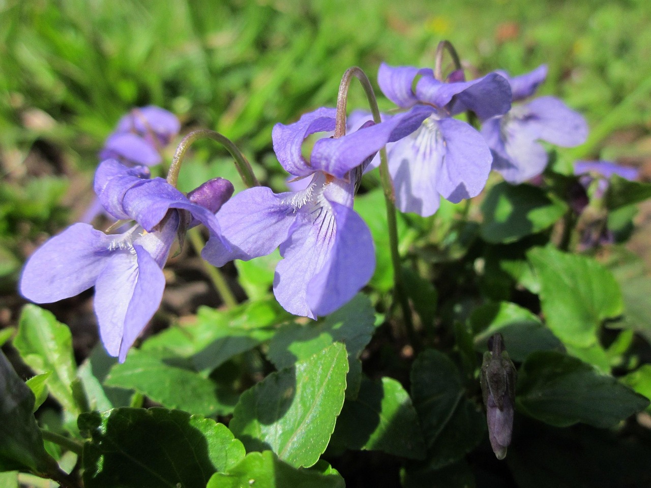 viola odorata, wood violet, sweet violet, english violet, common violet, florist's violet, garden violet, wildflower, plant, flora, botany, species, blossom, green wood