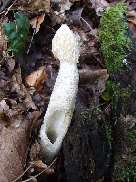 Gallery image 6
