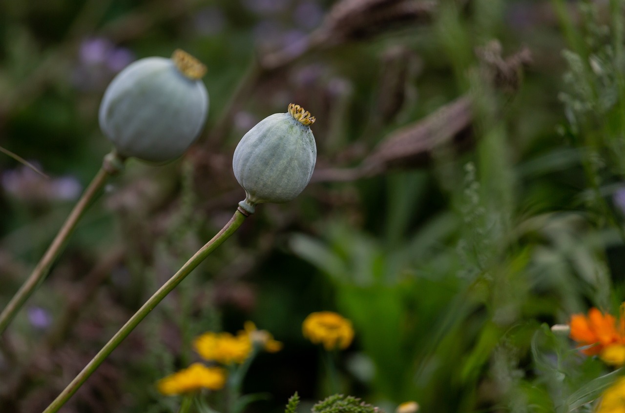 poppy head, wild poppy, dead poppy, seed pod, bloom, botanical, botany, rural, outdoor