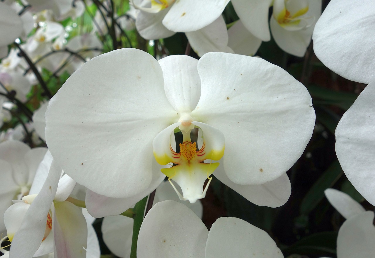 orchids, orchidea, white, plant, flower, decorative, nature, beauty, blossom, bloom, tropical, close up, petals, flora, macro, beautiful