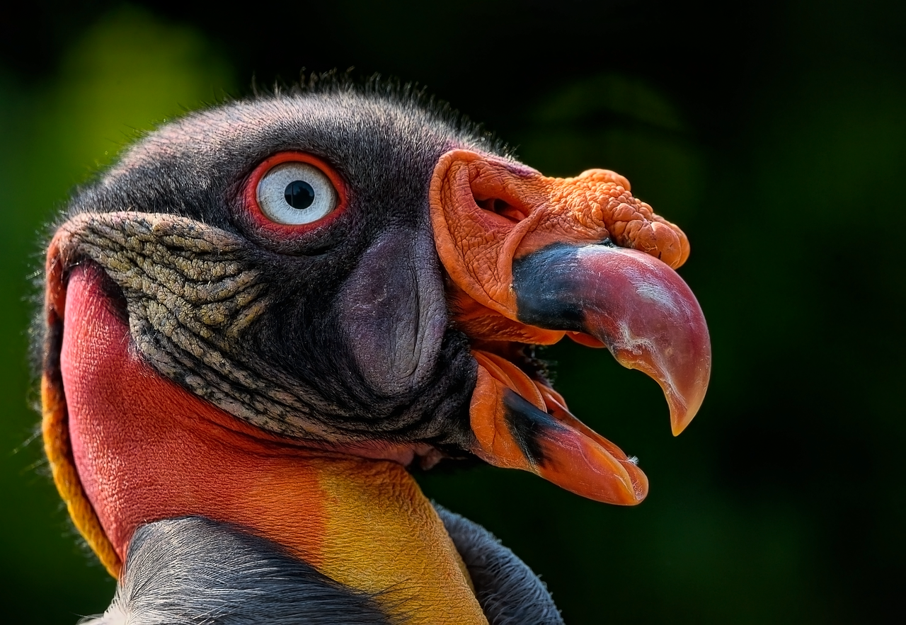 vulture, king vulture, bird, avian, scavenger, ornithology, cathartidae, caruncle, beak, feathers, plumage, wildlife, animal, nature